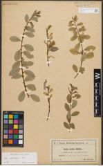 Foto von Salix starkeana Willd.